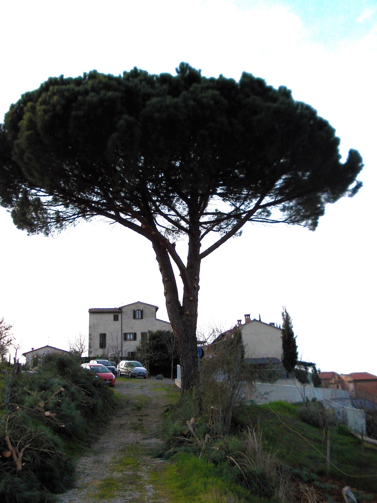 Gestione e manutenzione giardini pensili in Valdelsa