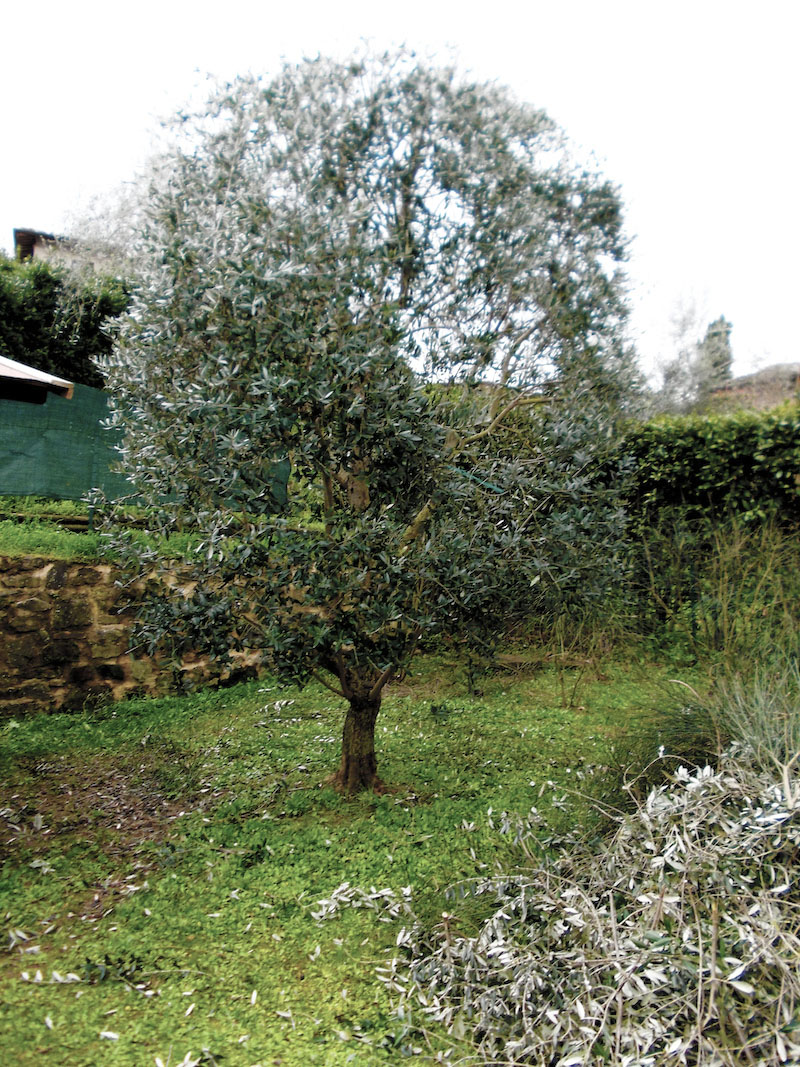 Potatura e concimazione giardini di varie dimensioni in Toscana